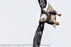 Sub-adult Bale Eagle Ready to Dive